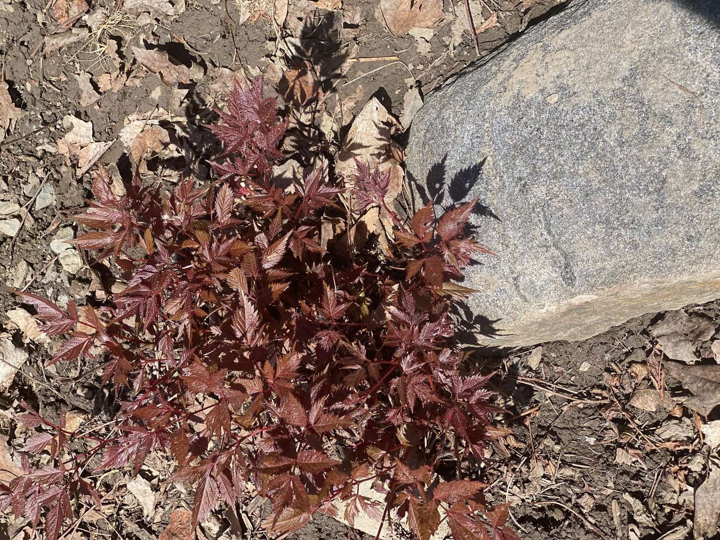 Image de diapositive