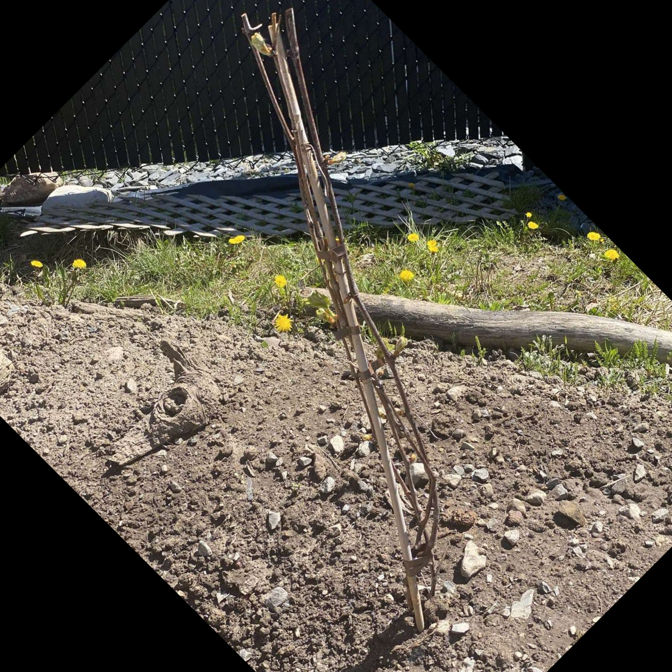 Image de diapositive