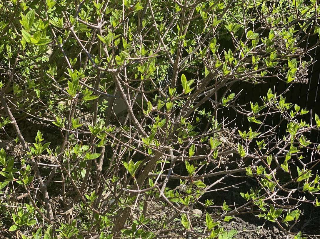 Image de diapositive