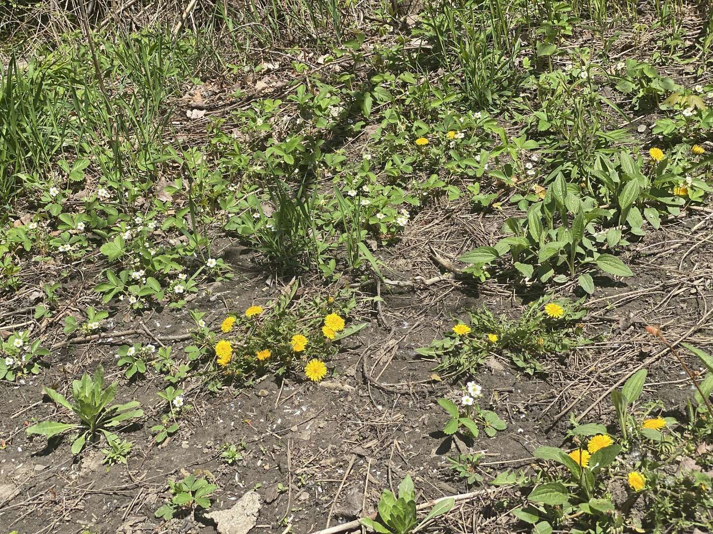 Image de diapositive