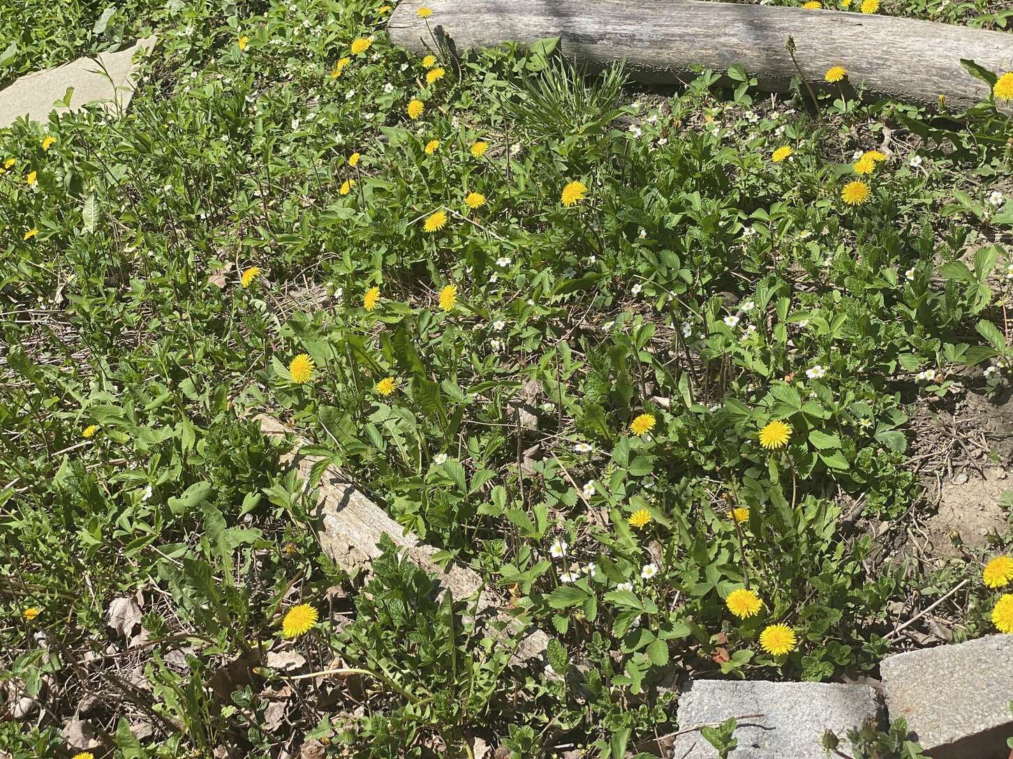 Image de diapositive