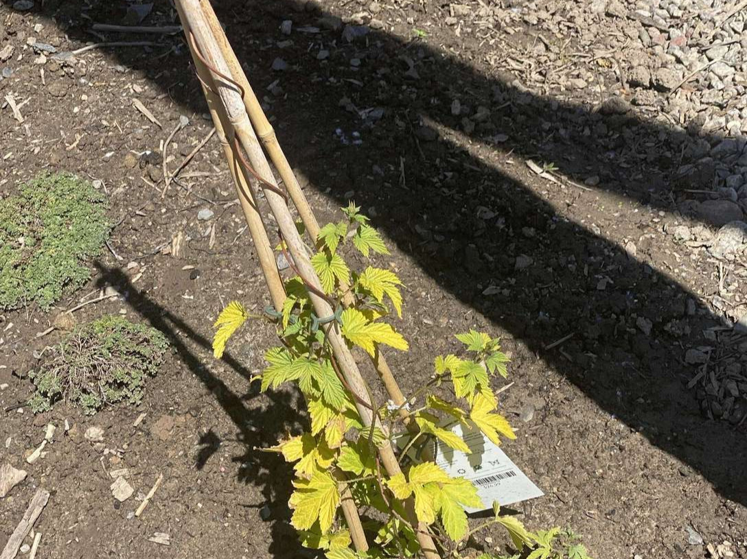 Image de diapositive