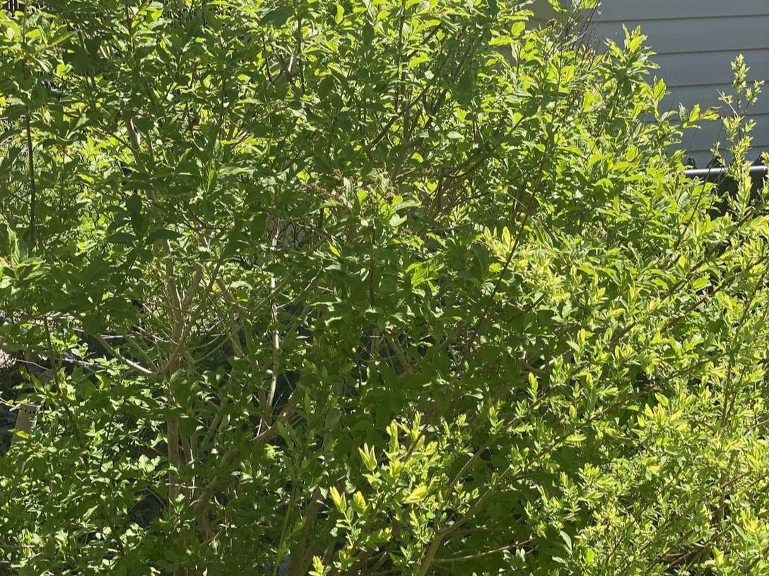 Image de diapositive