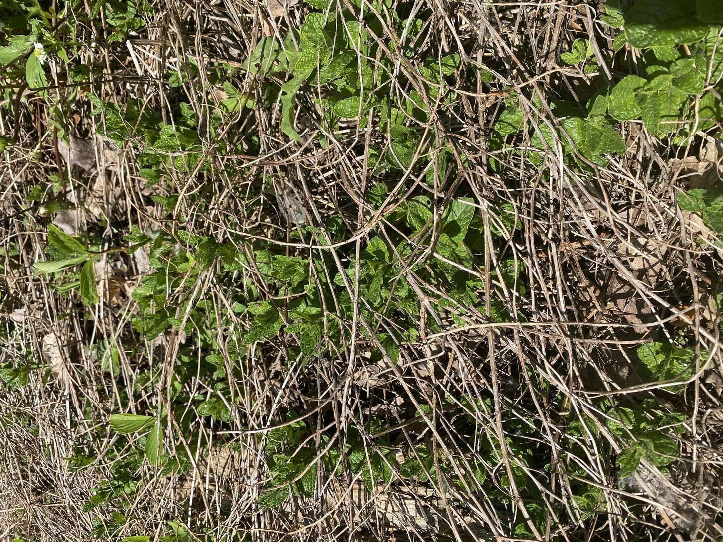 Image de diapositive