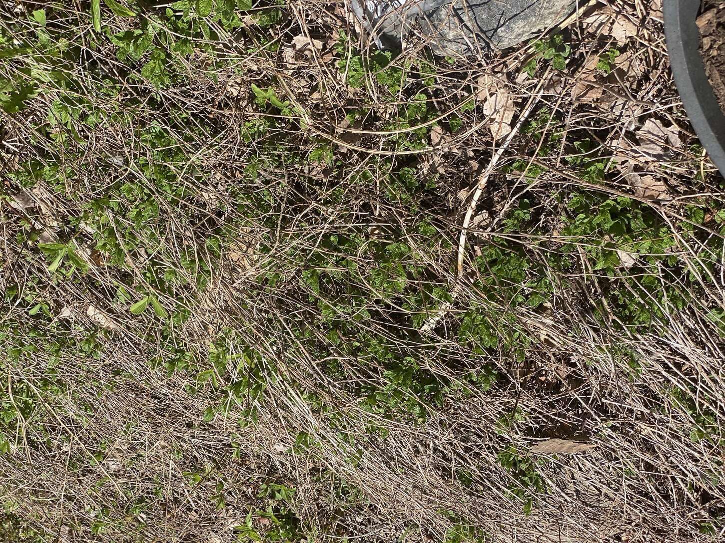 Image de diapositive