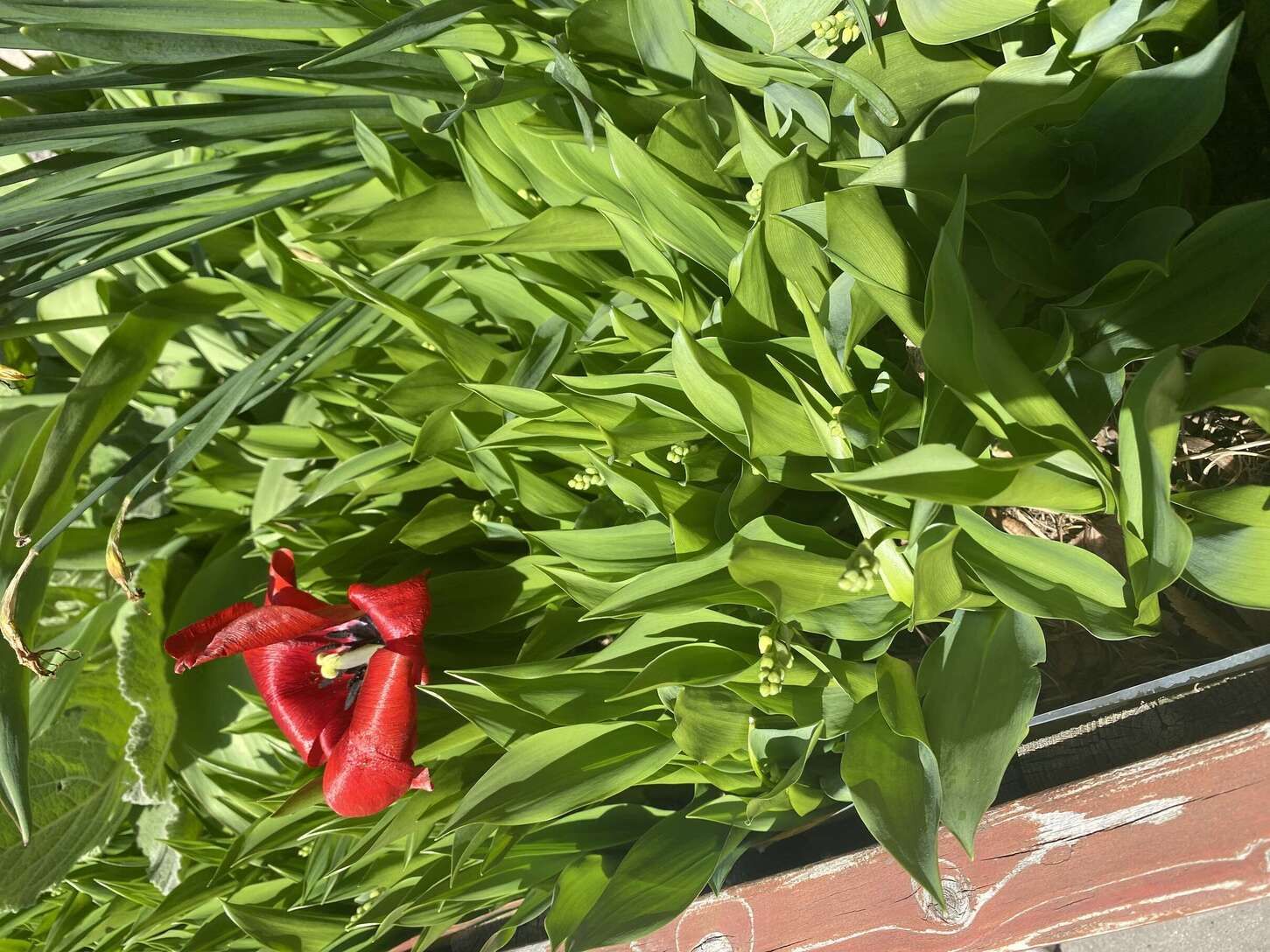 Image de diapositive