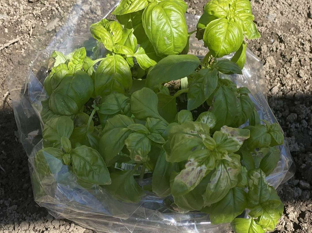 Image de diapositive