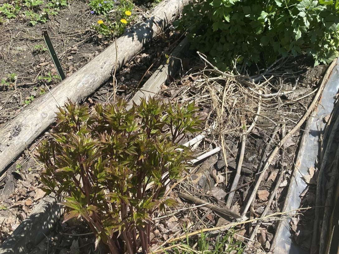 Image de diapositive