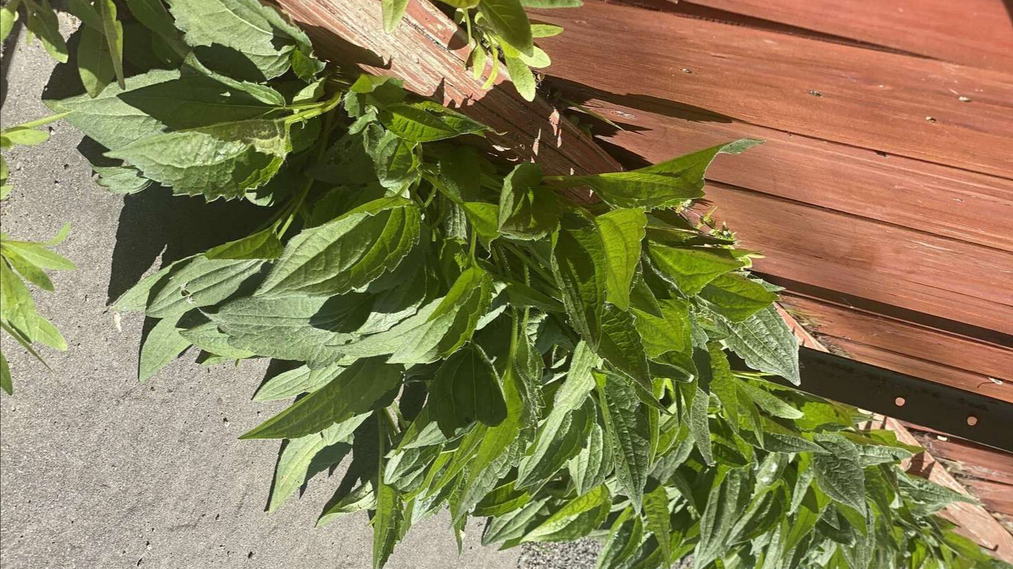 Image de diapositive