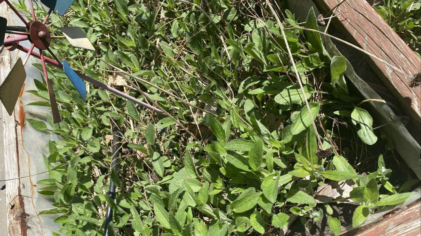 Image de diapositive