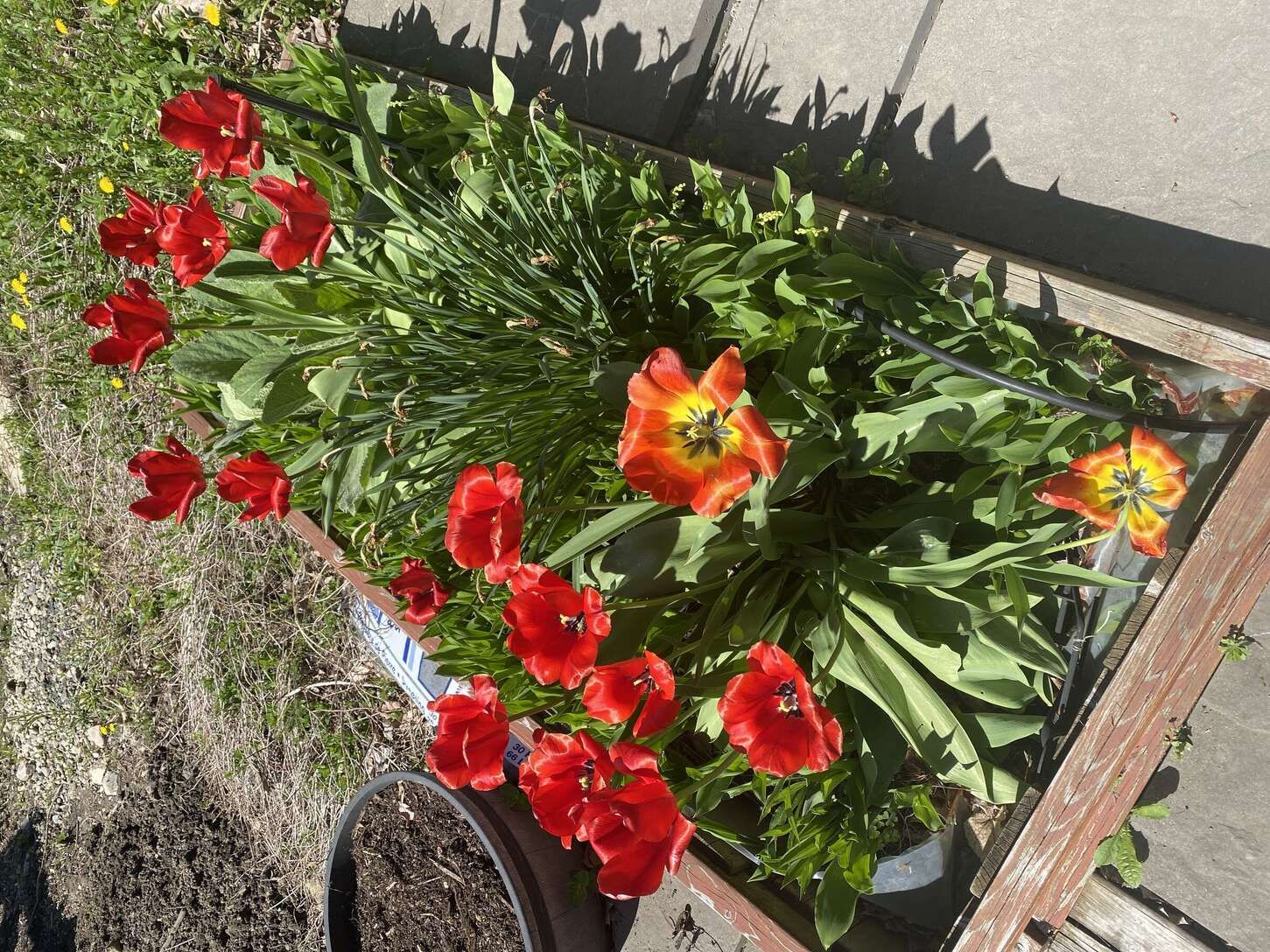 Image de diapositive