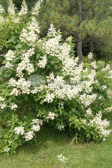 Image de diapositive