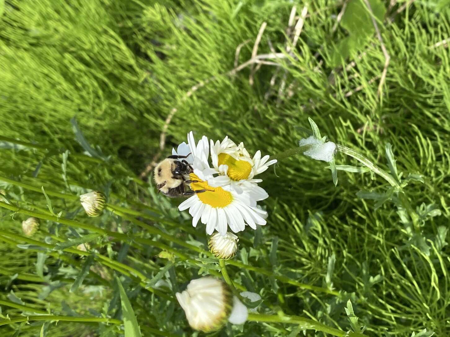 Image de diapositive