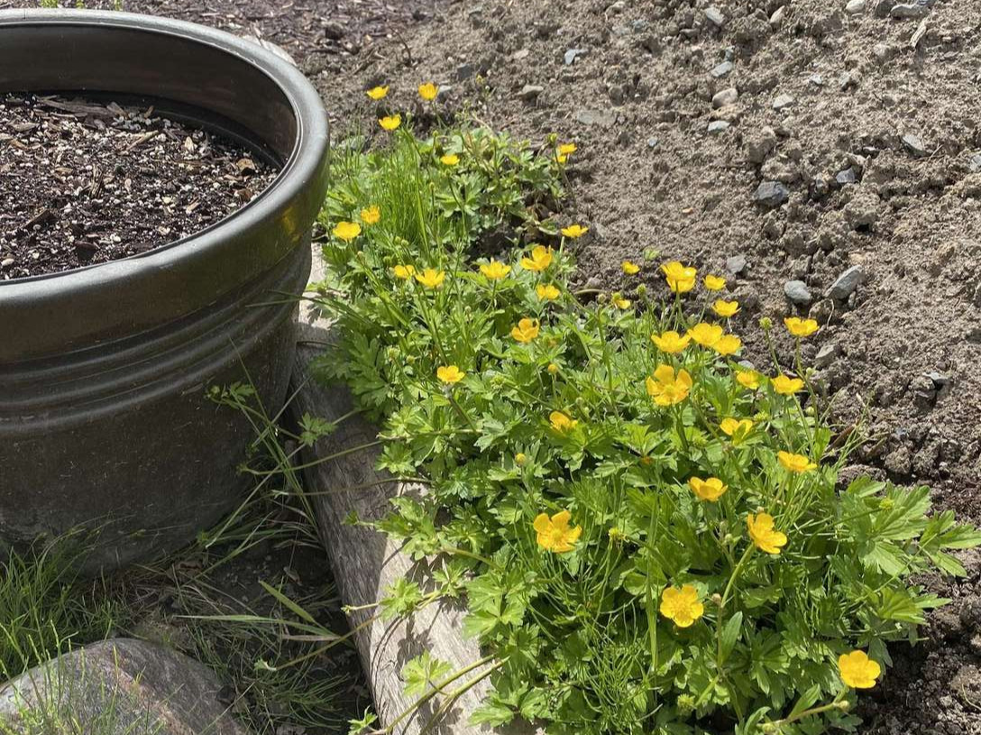 Image de diapositive