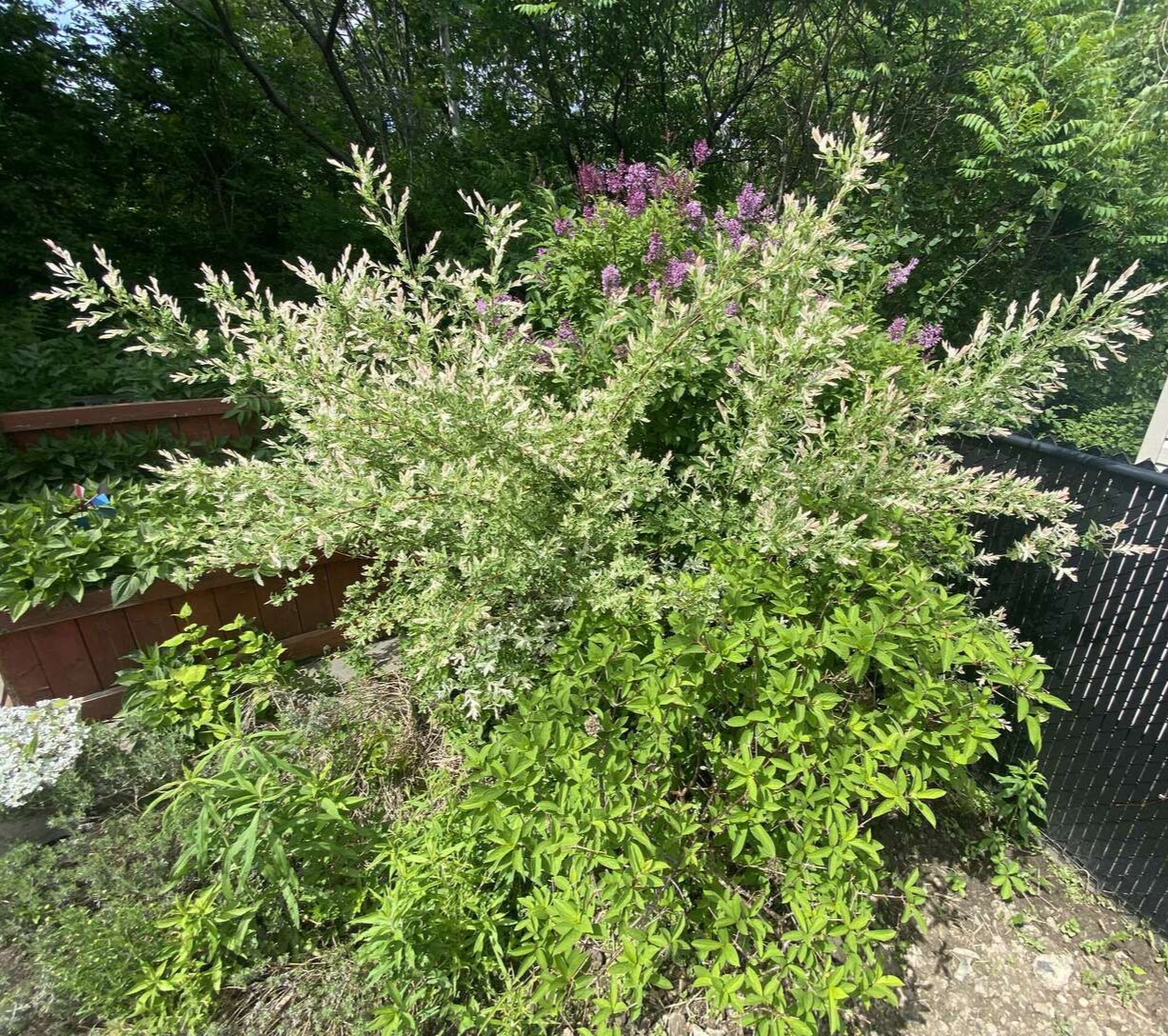 Image de diapositive